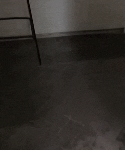 【宠物】走丢2个月的猫被找到时胖了一圈，主人开心地想接猫回家，猫全程冷漠：坏了，穷亲戚找上门了...（组图） - 11