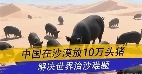 中国人在沙漠放10万头黑猪，就解决了世界性难题（组图） - 3
