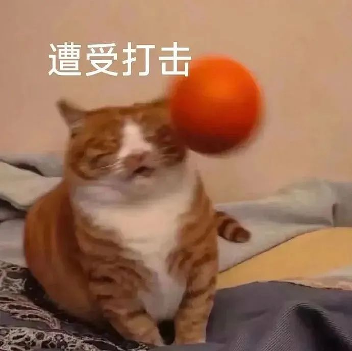 【宠物】走丢2个月的猫被找到时胖了一圈，主人开心地想接猫回家，猫全程冷漠：坏了，穷亲戚找上门了...（组图） - 3