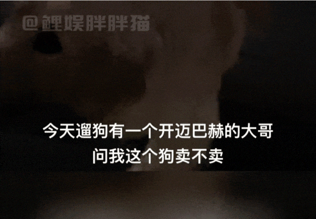 【宠物】走丢2个月的猫被找到时胖了一圈，主人开心地想接猫回家，猫全程冷漠：坏了，穷亲戚找上门了...（组图） - 2
