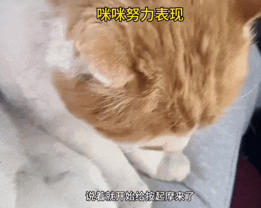 【宠物】走丢2个月的猫被找到时胖了一圈，主人开心地想接猫回家，猫全程冷漠：坏了，穷亲戚找上门了...（组图） - 7