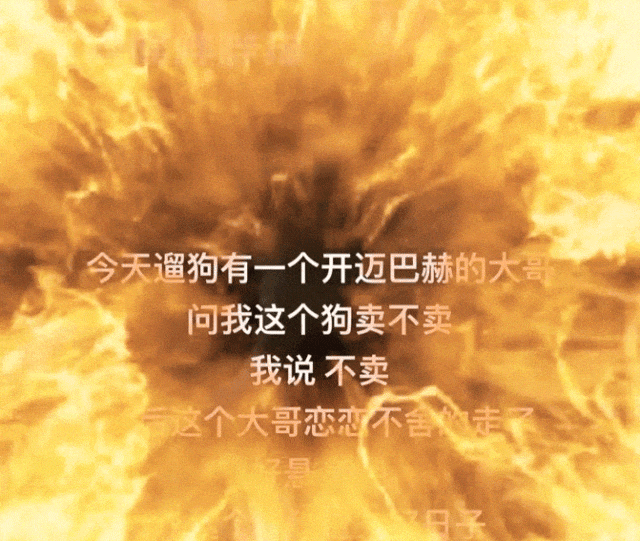 【宠物】走丢2个月的猫被找到时胖了一圈，主人开心地想接猫回家，猫全程冷漠：坏了，穷亲戚找上门了...（组图） - 4