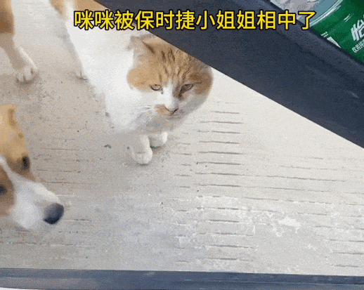【宠物】走丢2个月的猫被找到时胖了一圈，主人开心地想接猫回家，猫全程冷漠：坏了，穷亲戚找上门了...（组图） - 6