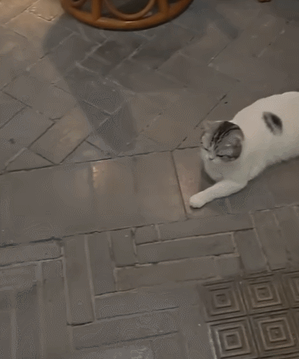 【宠物】走丢2个月的猫被找到时胖了一圈，主人开心地想接猫回家，猫全程冷漠：坏了，穷亲戚找上门了...（组图） - 12