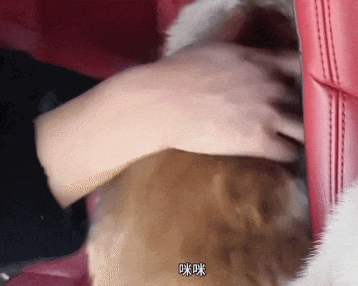【宠物】走丢2个月的猫被找到时胖了一圈，主人开心地想接猫回家，猫全程冷漠：坏了，穷亲戚找上门了...（组图） - 9