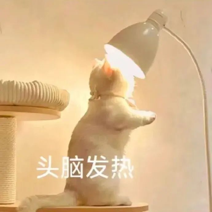 【宠物】走丢2个月的猫被找到时胖了一圈，主人开心地想接猫回家，猫全程冷漠：坏了，穷亲戚找上门了...（组图） - 14