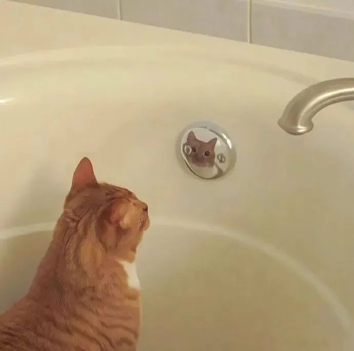 【宠物】走丢2个月的猫被找到时胖了一圈，主人开心地想接猫回家，猫全程冷漠：坏了，穷亲戚找上门了...（组图） - 10