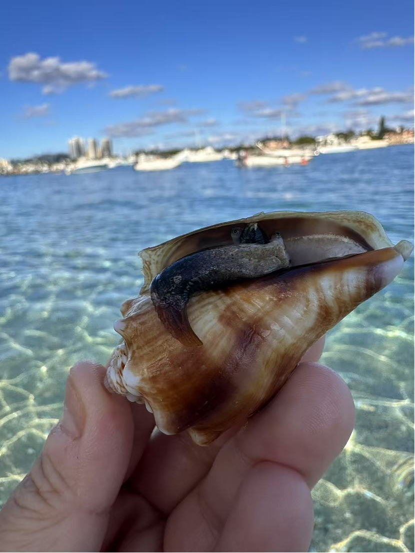 酷暑海边玩水，看到这几种螺，千万要远离！几分钟就会要了你的命（组图） - 9