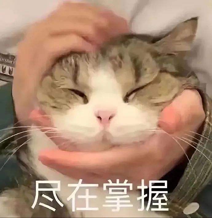 【宠物】走丢2个月的猫被找到时胖了一圈，主人开心地想接猫回家，猫全程冷漠：坏了，穷亲戚找上门了...（组图） - 13