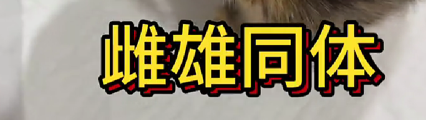 【爆笑】在医院检查出雌雄同体后,被全网心疼了?一开始只关心生理结构,下一秒:这得绝育2次...(组图) - 6