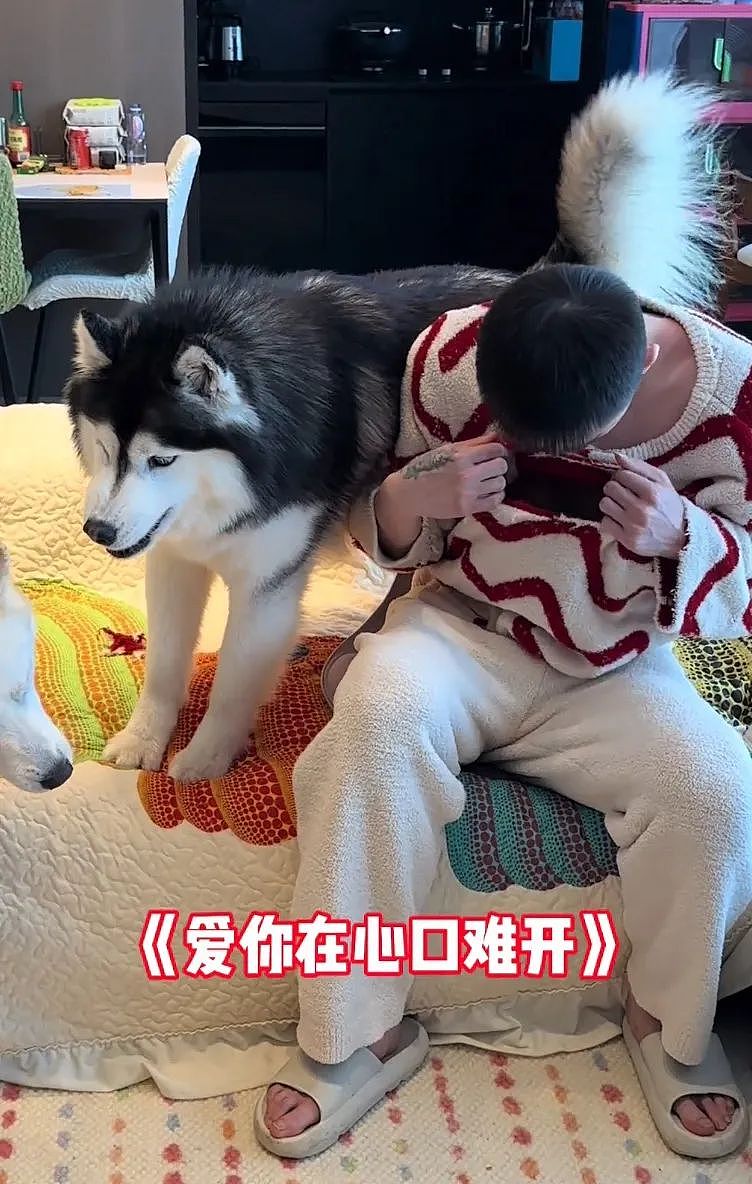 【宠物】狗子给主人爆改穿搭，被教育后不服气偷袭，直到邪恶穿搭计划成型才放嘴…（组图） - 9
