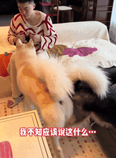【宠物】狗子给主人爆改穿搭，被教育后不服气偷袭，直到邪恶穿搭计划成型才放嘴…（组图） - 6