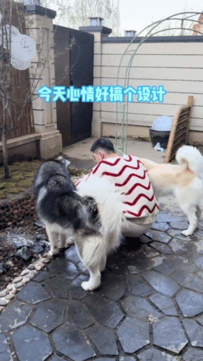 【宠物】狗子给主人爆改穿搭，被教育后不服气偷袭，直到邪恶穿搭计划成型才放嘴…（组图） - 1