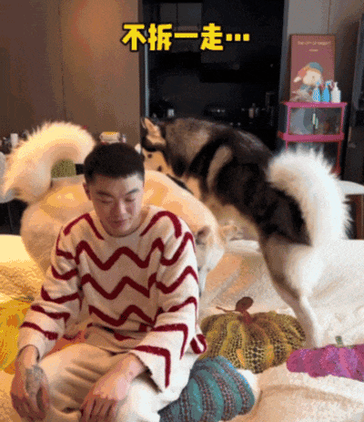 【宠物】狗子给主人爆改穿搭，被教育后不服气偷袭，直到邪恶穿搭计划成型才放嘴…（组图） - 5
