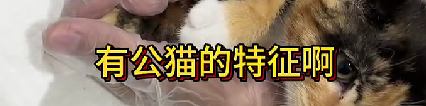 【爆笑】在医院检查出雌雄同体后,被全网心疼了?一开始只关心生理结构,下一秒:这得绝育2次...(组图) - 3