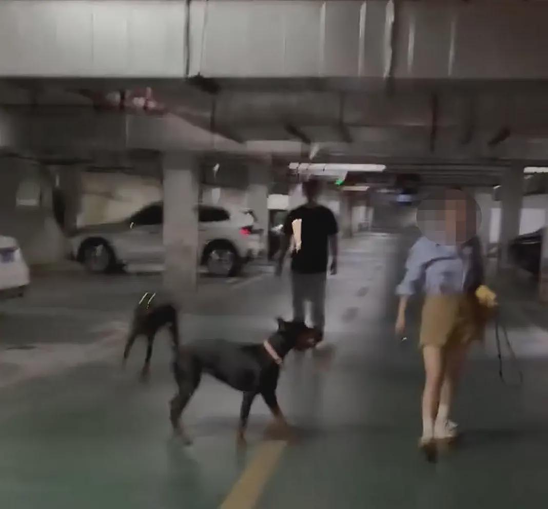 两杜宾犬没拴绳引口角，狗主反呛“咬你了吗”（组图） - 2