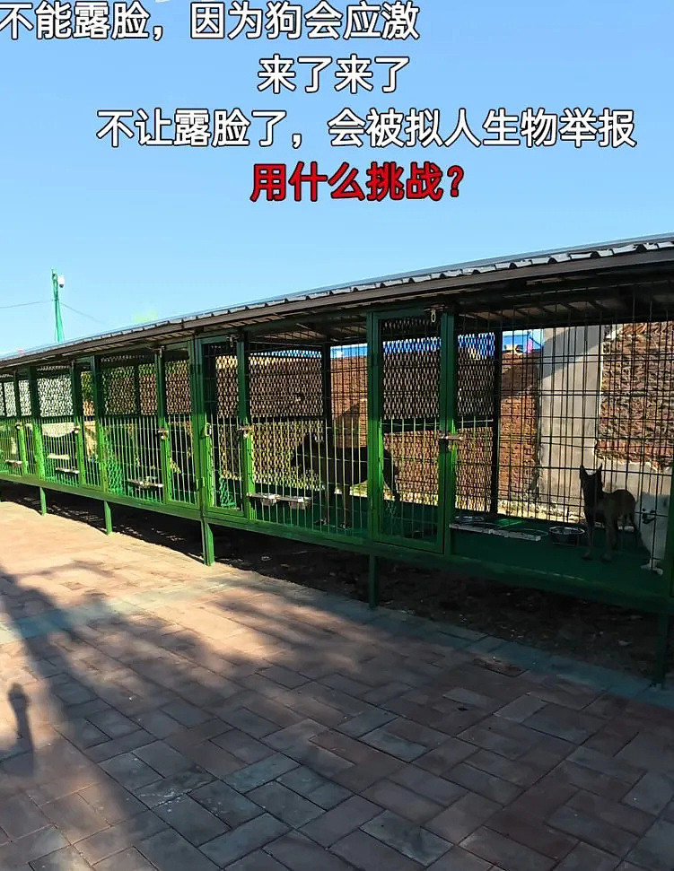 潘宏时隔8月复出喊冤,指责虐狗说是偏见,陈乔恩评论区再次沦陷(组图) - 5