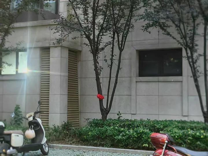 孩子18楼坠楼生还，妈妈给救命树系红花（组图） - 4