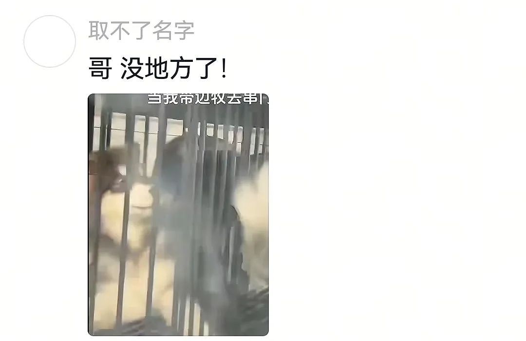 【宠物】自从狗子偷吃被主人留存了证据，狗子就玩起了36计，一顿迷惑操作后直取“首级”（组图） - 9