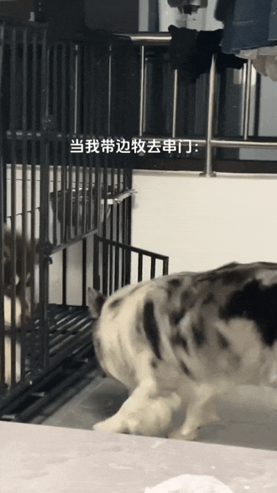 【宠物】自从狗子偷吃被主人留存了证据，狗子就玩起了36计，一顿迷惑操作后直取“首级”（组图） - 8