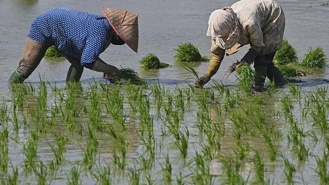 气候变化压力增加，人类是否应该减少吃米（组图） - 3