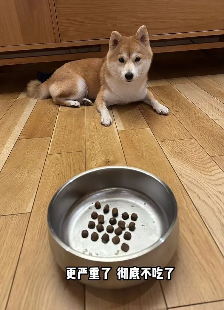 【宠物】自从狗子偷吃被主人留存了证据，狗子就玩起了36计，一顿迷惑操作后直取“首级”（组图） - 16