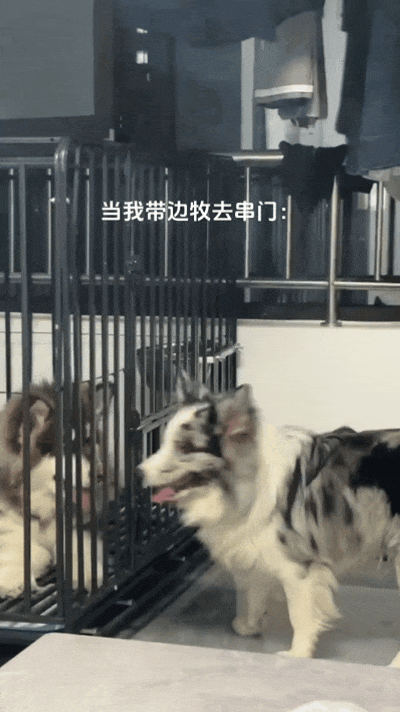 【宠物】自从狗子偷吃被主人留存了证据，狗子就玩起了36计，一顿迷惑操作后直取“首级”（组图） - 7