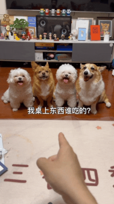 【宠物】自从狗子偷吃被主人留存了证据，狗子就玩起了36计，一顿迷惑操作后直取“首级”（组图） - 1