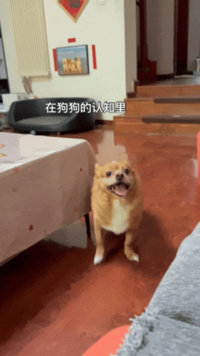 【宠物】自从狗子偷吃被主人留存了证据，狗子就玩起了36计，一顿迷惑操作后直取“首级”（组图） - 3