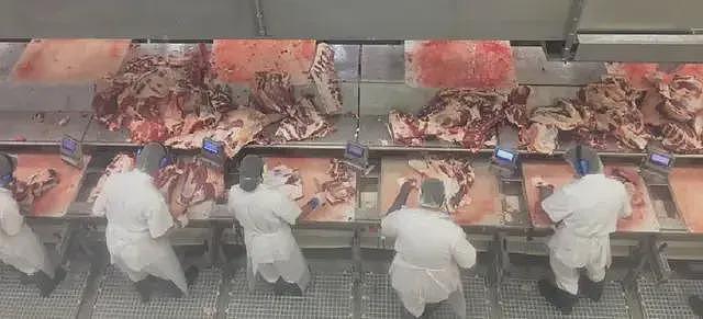 巴西牛排:断子绝孙的廉价肉交易(组图) - 17
