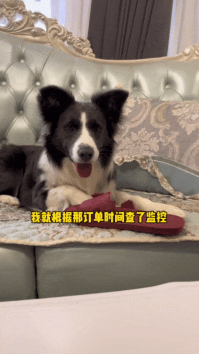 【宠物】自从狗子偷吃被主人留存了证据，狗子就玩起了36计，一顿迷惑操作后直取“首级”（组图） - 12