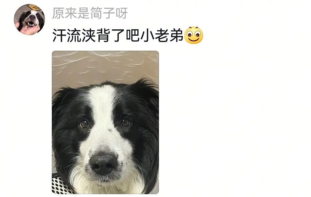 【宠物】自从狗子偷吃被主人留存了证据，狗子就玩起了36计，一顿迷惑操作后直取“首级”（组图） - 21