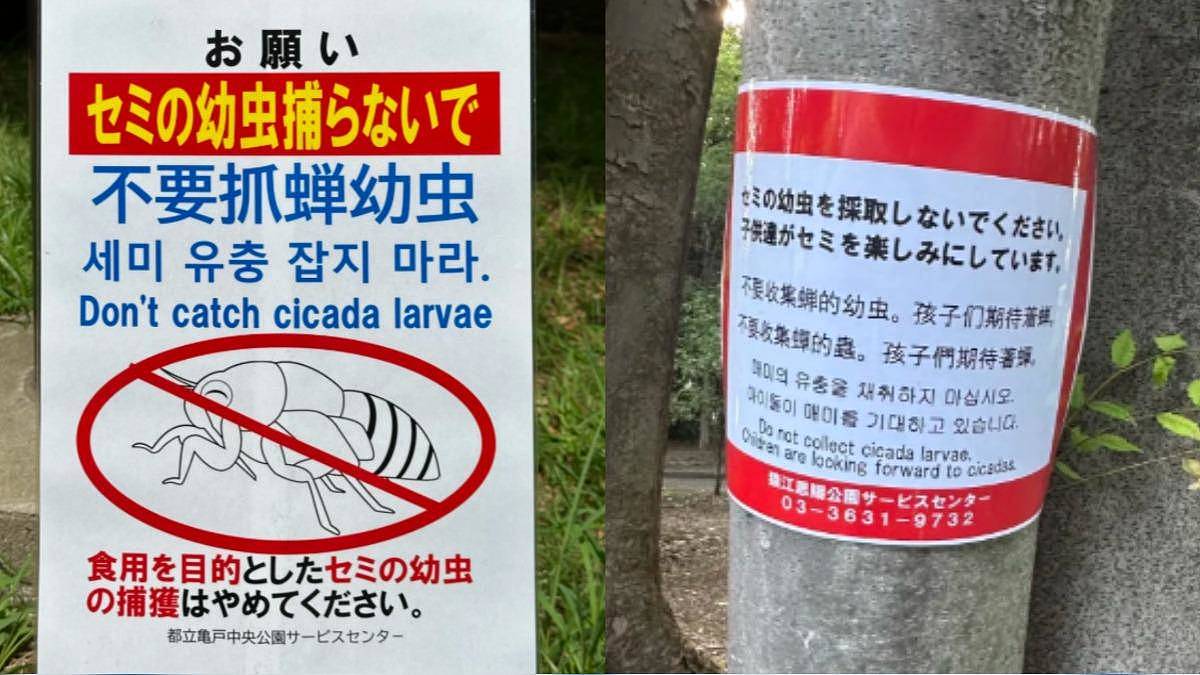 中国人狂抓蝉蛹吃，日本公园张贴中文禁抓公告（组图） - 1