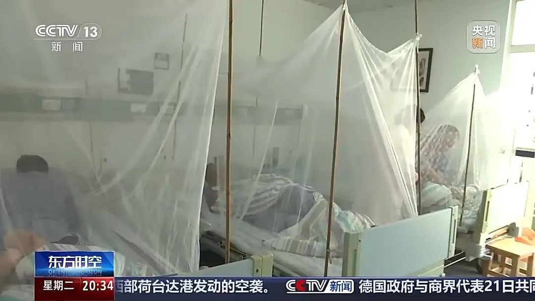 确诊超4000例！关于基孔肯雅热，张文宏首次发声！世卫警告：正在全球多地扩散（组图） - 3