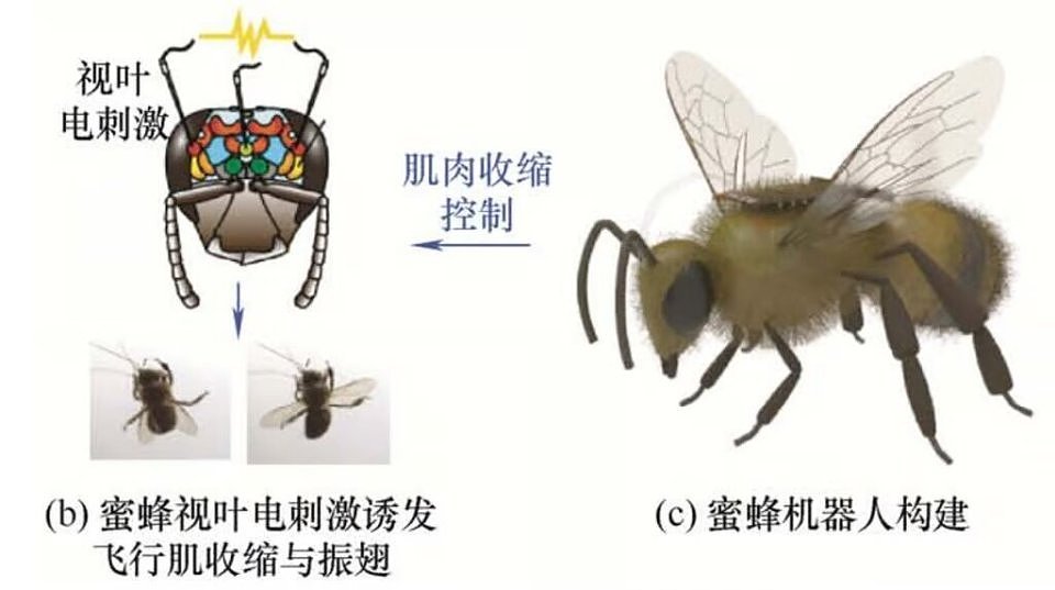 德国将投放大批间谍蟑螂?中国蜜蜂战士枕戈待旦,生物机器人的未来太疯狂(组图) - 6
