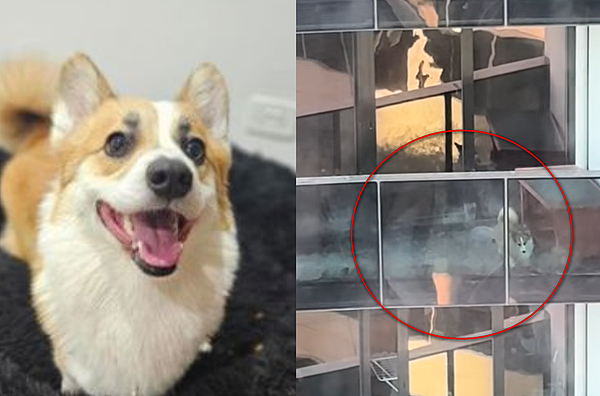 囚禁狭小阳台风吹日晒3个月，受虐柯基犬“忘记怎么当狗”，如今找到新家（图） - 1