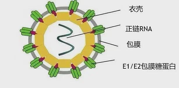 “基孔肯雅热“怎么防怎么治？会出现人传人现象吗？（组图） - 1