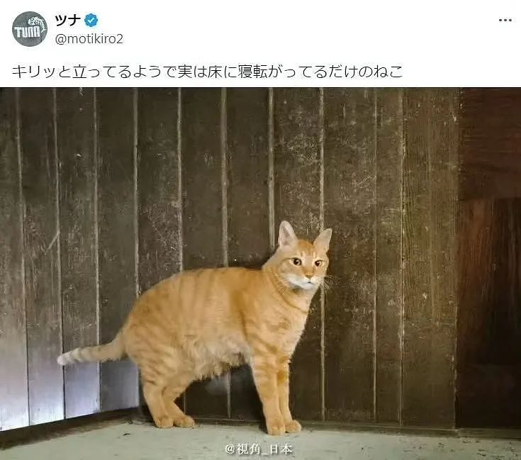 【爆笑】“遇到啥也不会的领导是什么体验？“ 哈哈哈哈哈哈厌蠢症犯了（组图） - 36