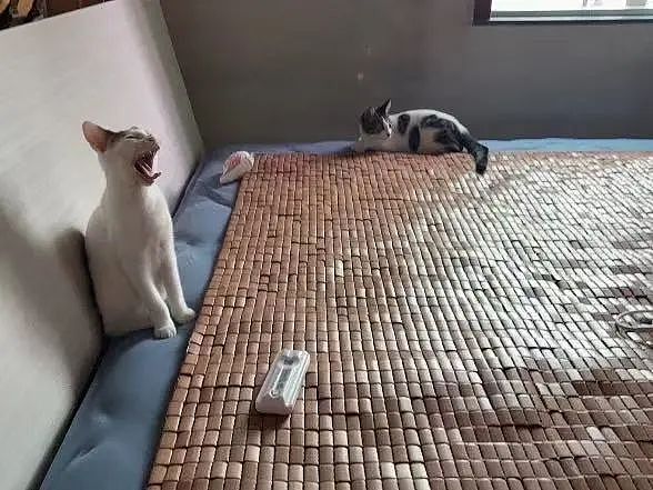【爆笑】“遇到啥也不会的领导是什么体验？“ 哈哈哈哈哈哈厌蠢症犯了（组图） - 55