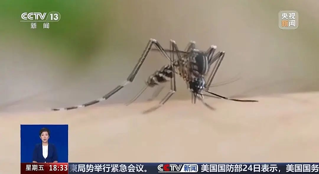 确诊超4000例！关于基孔肯雅热，张文宏首次发声！世卫警告：正在全球多地扩散（组图） - 6
