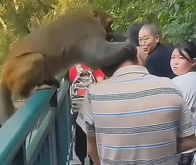 游客辱骂驱猴大爷后续:更多本地人发声,男子身份被扒,账号被骂到私密(视频/组图) - 25