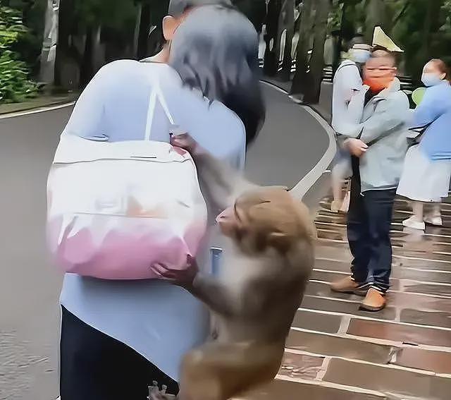 游客辱骂驱猴大爷后续:更多本地人发声,男子身份被扒,账号被骂到私密(视频/组图) - 23