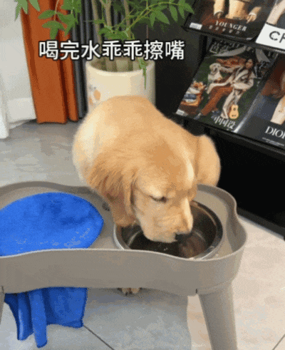 【宠物】狗子在街上跟猪仔撞衫，对血统一脸怀疑，没想到有狗已经“入赘”猪门了…（组图） - 14