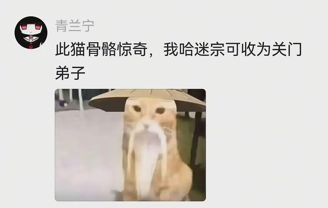 【宠物】狗子在街上跟猪仔撞衫，对血统一脸怀疑，没想到有狗已经“入赘”猪门了…（组图） - 11