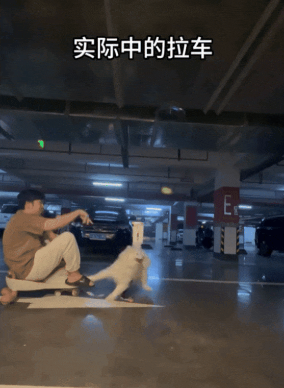 【宠物】狗子在街上跟猪仔撞衫，对血统一脸怀疑，没想到有狗已经“入赘”猪门了…（组图） - 4