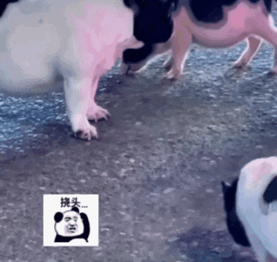 【宠物】狗子在街上跟猪仔撞衫，对血统一脸怀疑，没想到有狗已经“入赘”猪门了…（组图） - 1