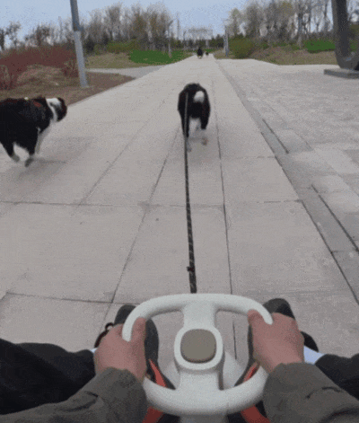 【宠物】狗子在街上跟猪仔撞衫，对血统一脸怀疑，没想到有狗已经“入赘”猪门了…（组图） - 3