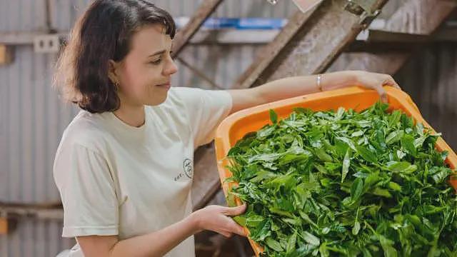 抹茶热潮席卷全球,致供应告急(组图) - 2