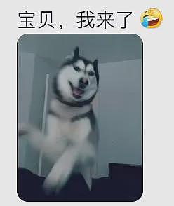 【宠物】狗子在街上跟猪仔撞衫，对血统一脸怀疑，没想到有狗已经“入赘”猪门了…（组图） - 17