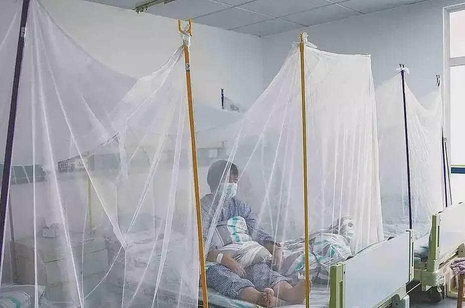 张文宏解释，为何基孔肯雅热病毒传播如此之快（组图） - 1